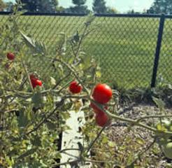 Tomatoes on a vine in a garden